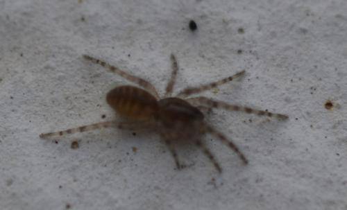 Réf. 236 167 : Segestria sp.